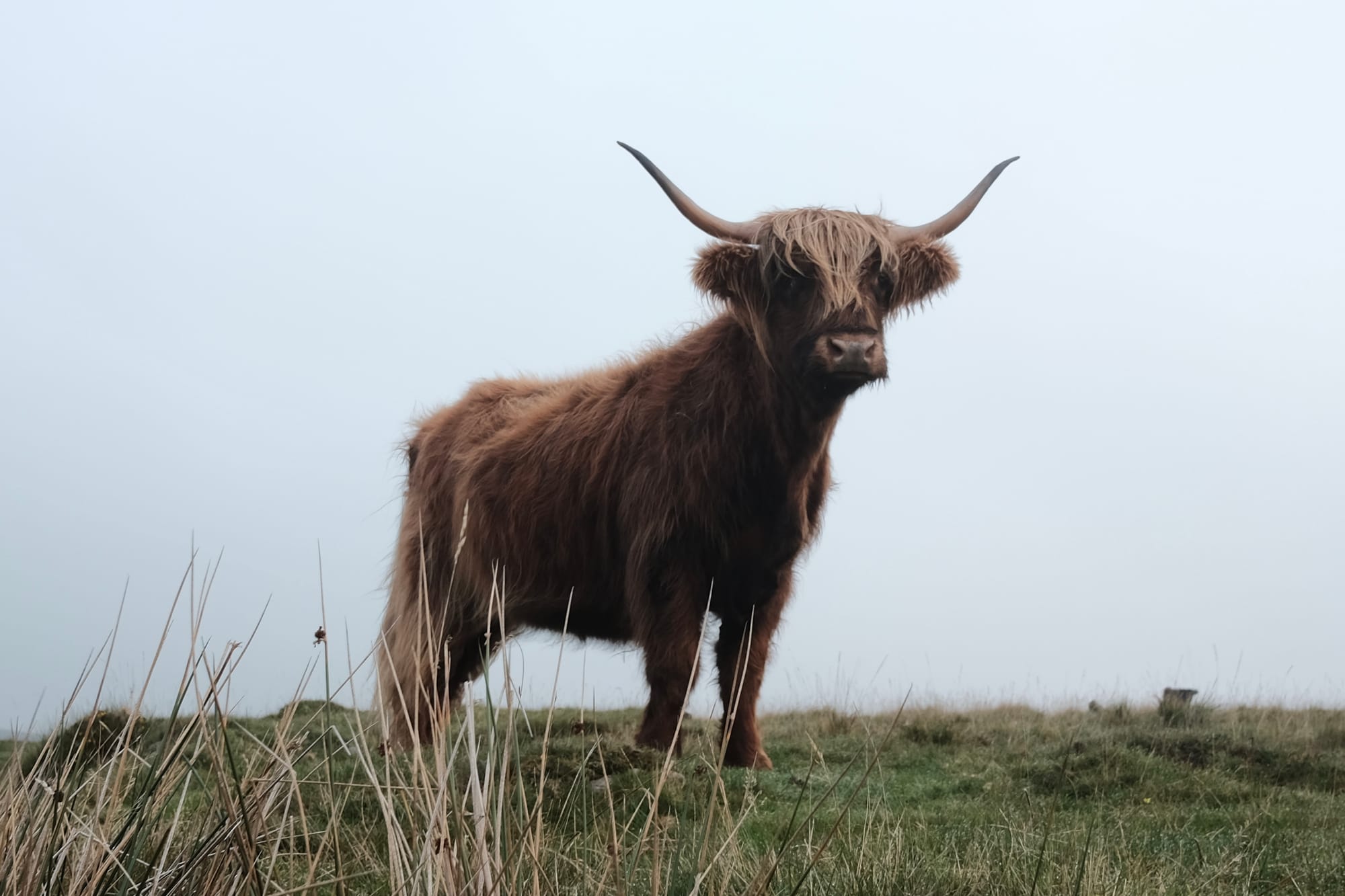 A ginger Highland cow with large horns stares out from a grassy hilltop.