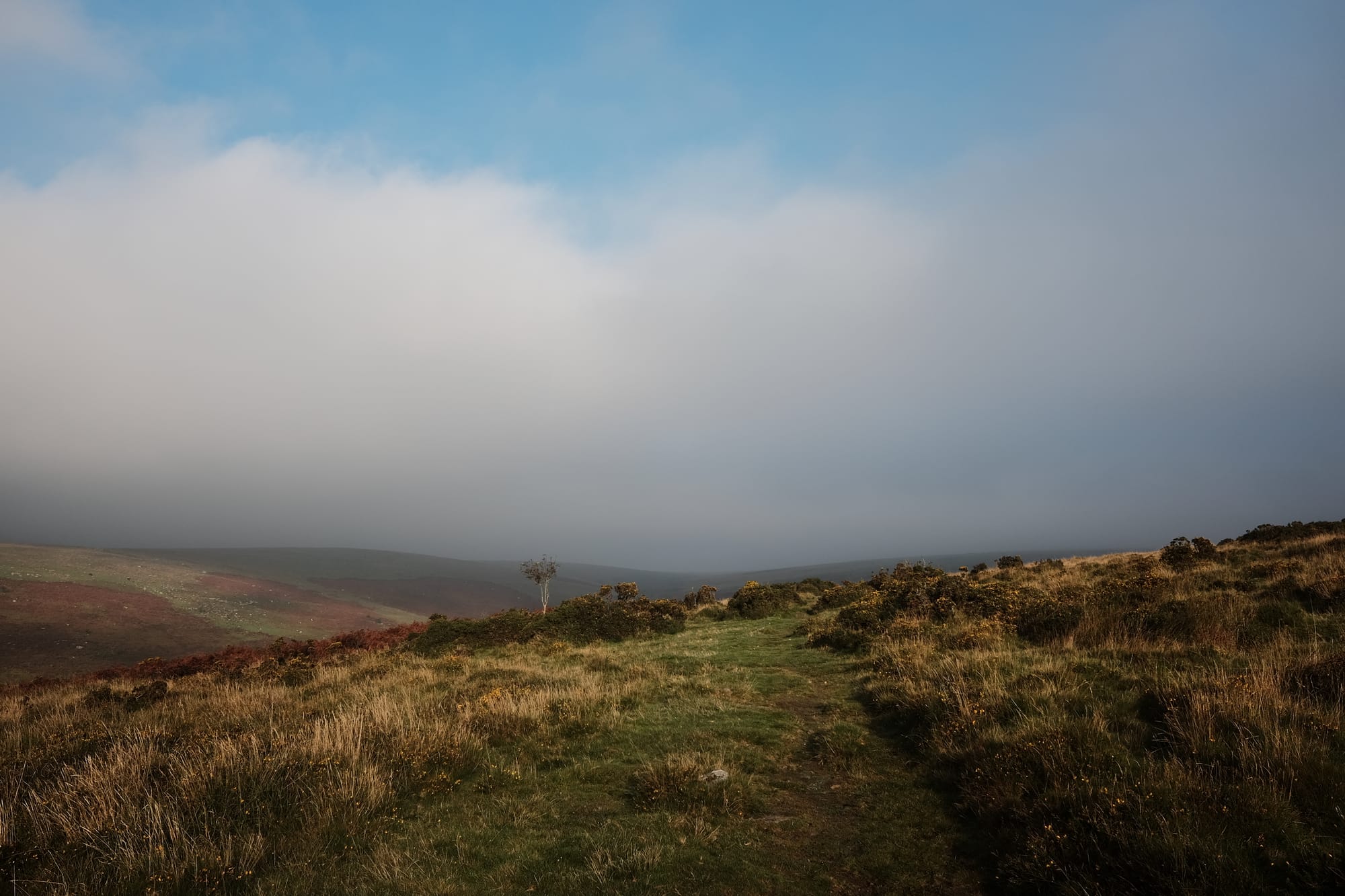 Low cloud hangs above a grassy moorland track surrounded by gorse.