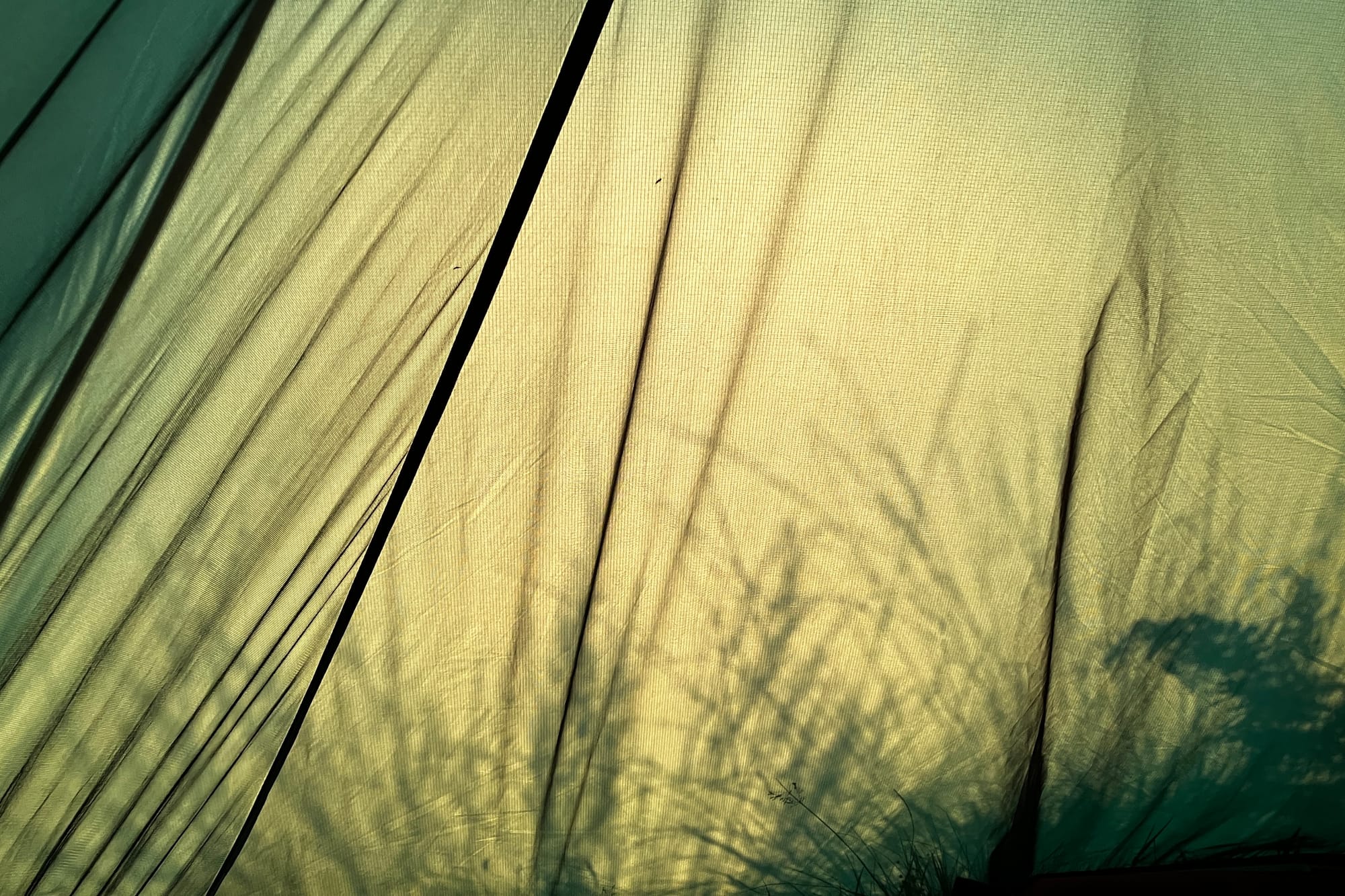 Black shadows of long grass fall on the green flysheet of a tent.