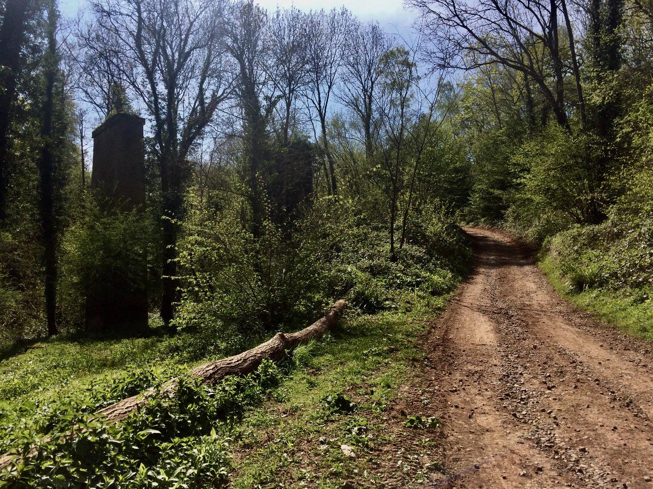 A track through woodland passes the brick pillars of a dismantled railway bridge.