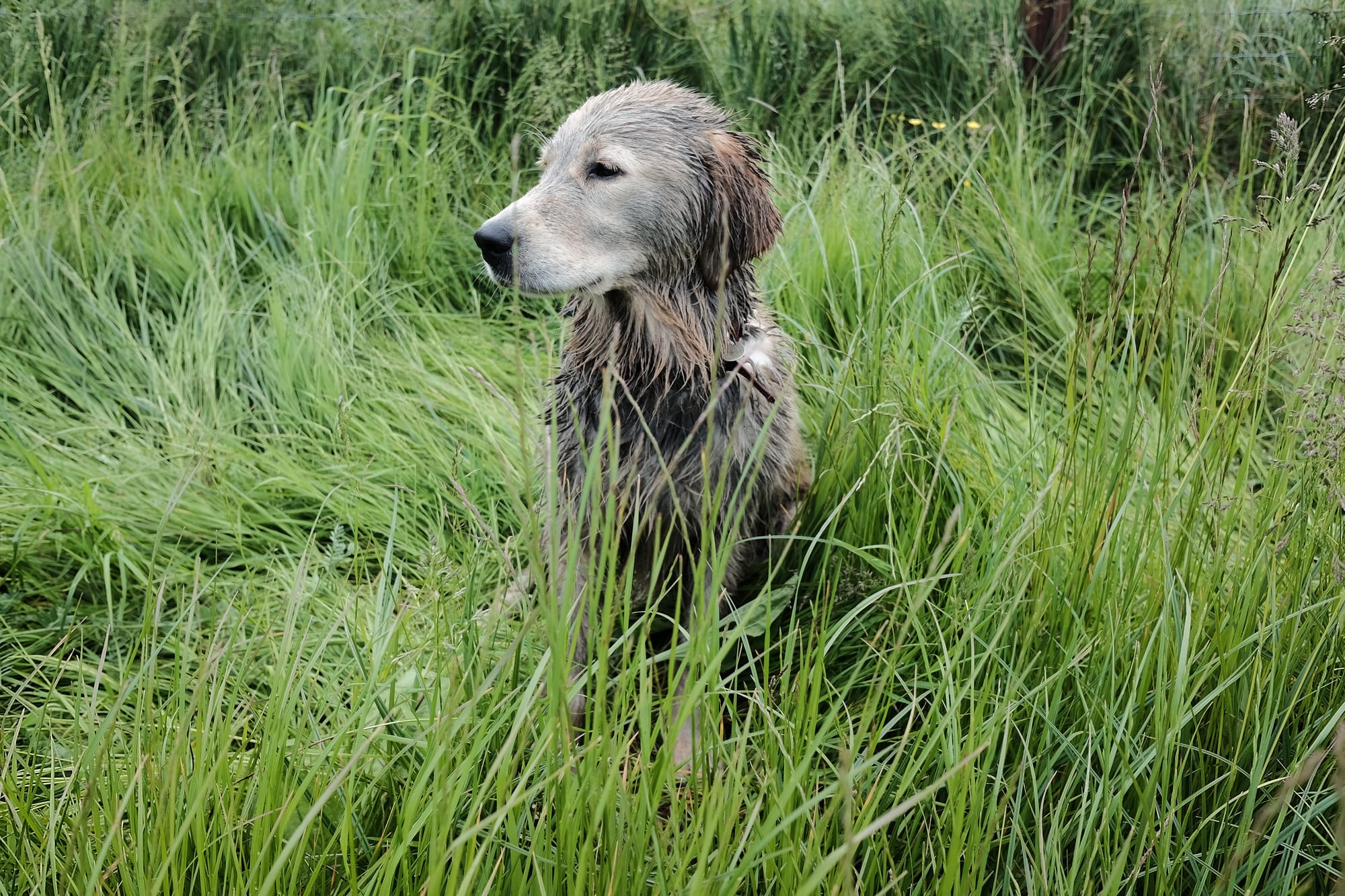 A Golden Retriever dog covered in black mud sits in long green grass