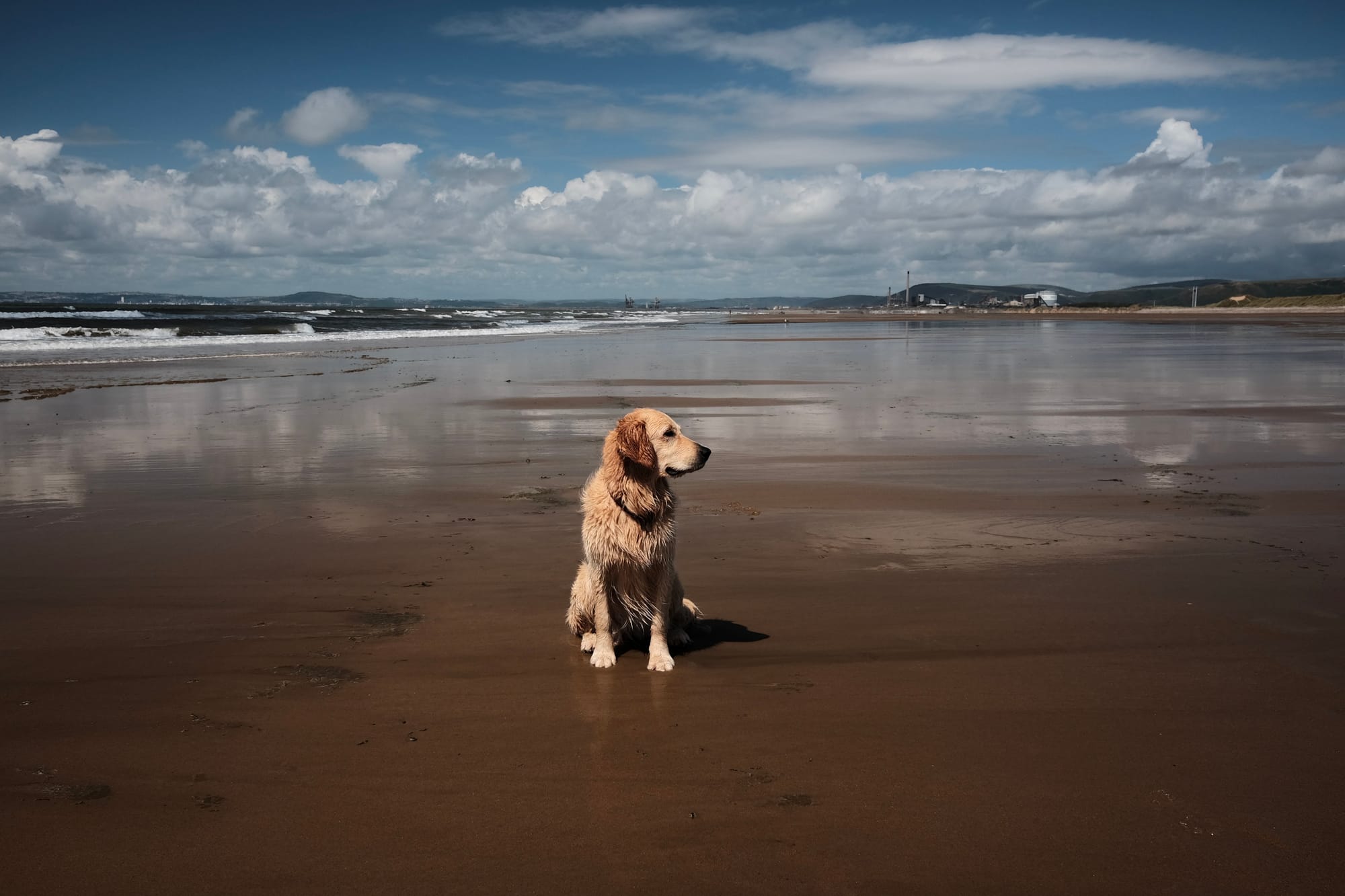 A Golden Retriever dog sits on a huge sandy beach under a cloudy blue sky, with industrial chimneys beyond.