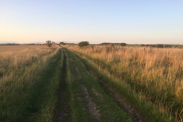 The grass and stone tracks of a byway stretch into the distance between golden fields.